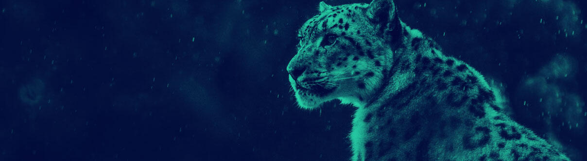 Snow leopard looks into distance