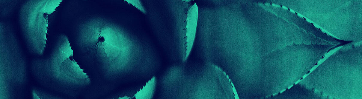 succulent plant from Aloe genus with spiral leaf pattern